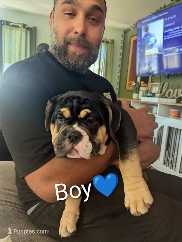 Folks – English Bulldog puppy for sale in Rock Falls, IL
