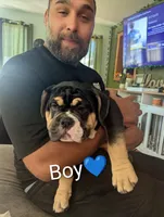 Folks, a male English Bulldog for sale in Rock Falls, IL – 1 of 1