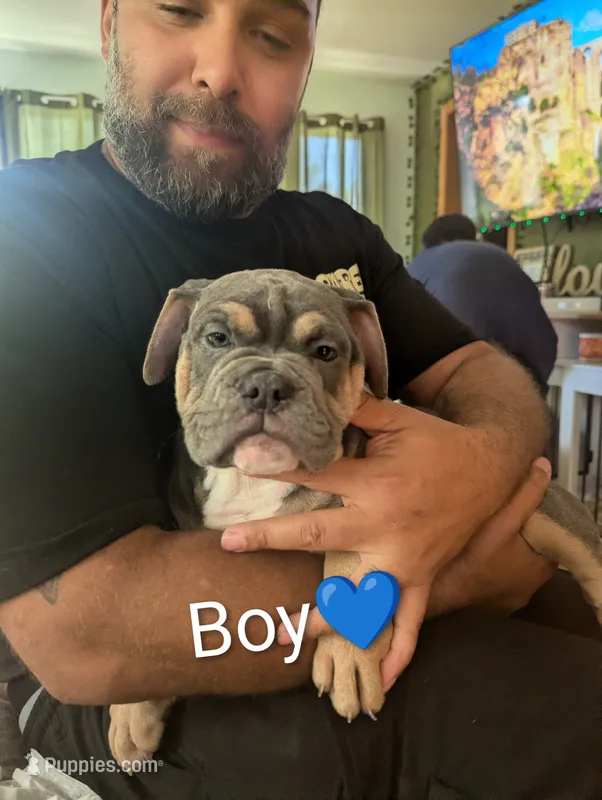 Steal – English Bulldog puppy for sale in Rock Falls, IL