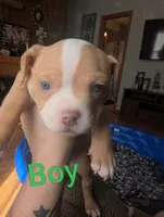 Dior (micro Bully), a male American Bully for sale in Rock Falls, IL – 2 of 2