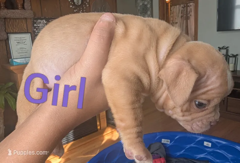 Cartier (micro bully) – American Bully puppy for sale in Rock Falls, IL