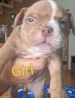 Coco Chanel (micro bully), a female American Bully for sale in Rock Falls, IL – 2 of 2