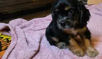 Winnie, a female Cocker Spaniel for sale in Apopka, FL – 5 of 6
