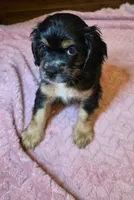 Winnie, a female Cocker Spaniel for sale in Apopka, FL – 4 of 6