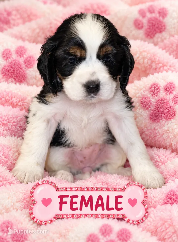 Annie – Cocker Spaniel puppy for sale in Apopka, FL