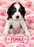 Annie, a female Cocker Spaniel for sale in Apopka, FL – 1 of 2