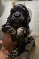 Bentley, a male Cocker Spaniel for sale in Apopka, FL – 2 of 3