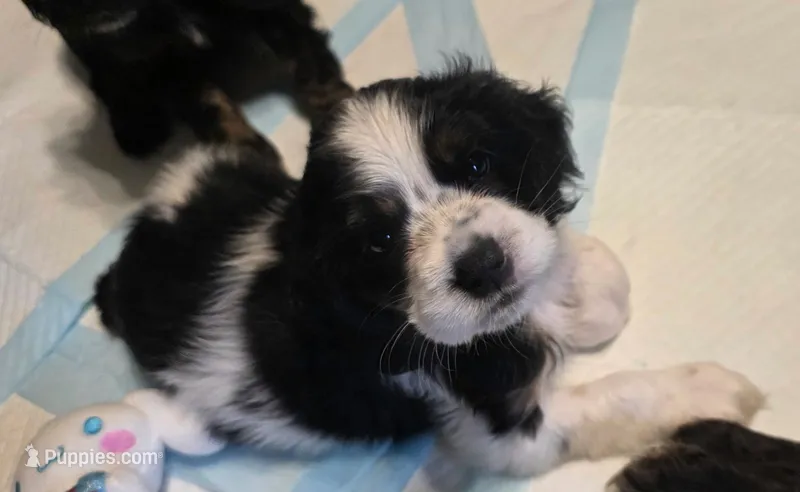 Annie – Cocker Spaniel puppy for sale in Apopka, FL