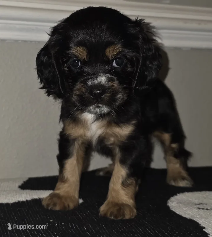 Winnie – Cocker Spaniel puppy for sale in Apopka, FL