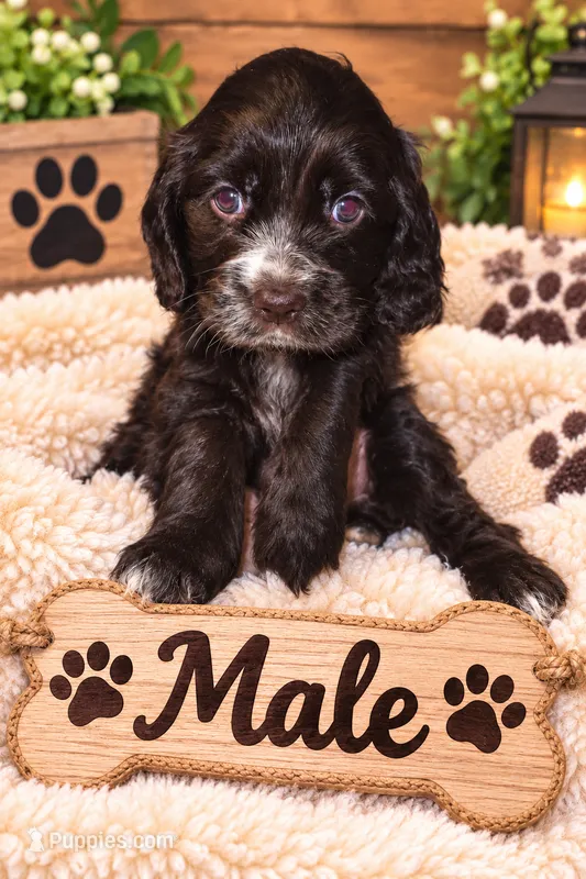 Murphy – Cocker Spaniel puppy for sale in Apopka, FL