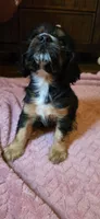 Winnie, a female Cocker Spaniel for sale in Apopka, FL – 6 of 6
