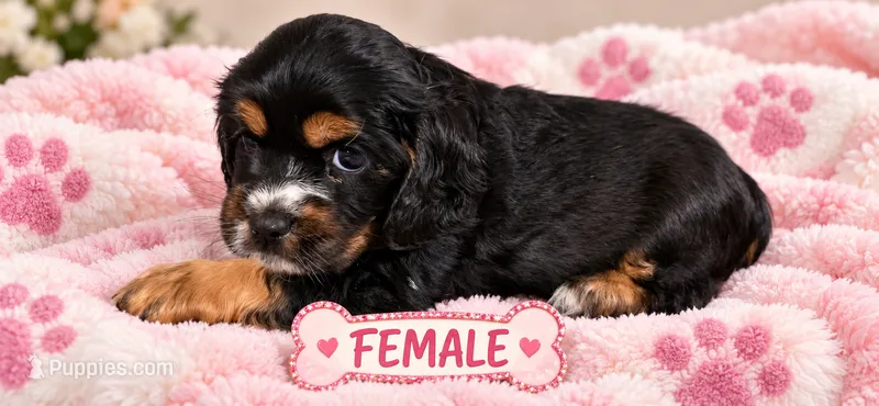 Winnie – Cocker Spaniel puppy for sale in Apopka, FL