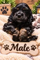 Teddy, a male Cocker Spaniel for sale in Apopka, FL – 1 of 3
