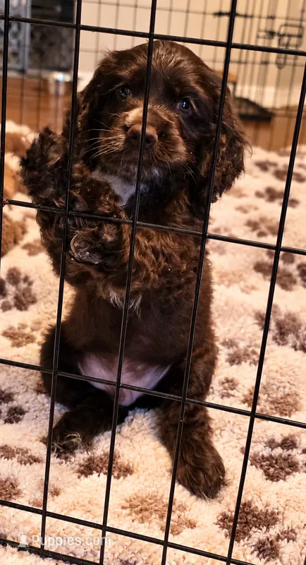 Murphy – Cocker Spaniel puppy for sale in Apopka, FL