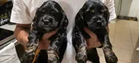 Teddy, a male Cocker Spaniel for sale in Apopka, FL – 3 of 3