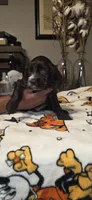 Murphy, a male Cocker Spaniel for sale in Apopka, FL – 2 of 3
