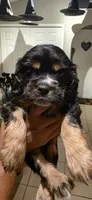 Winnie, a female Cocker Spaniel for sale in Apopka, FL – 2 of 2