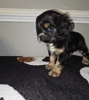 Winnie, a female Cocker Spaniel for sale in Apopka, FL – 3 of 6