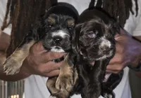 Murphy, a male Cocker Spaniel for sale in Apopka, FL – 3 of 3