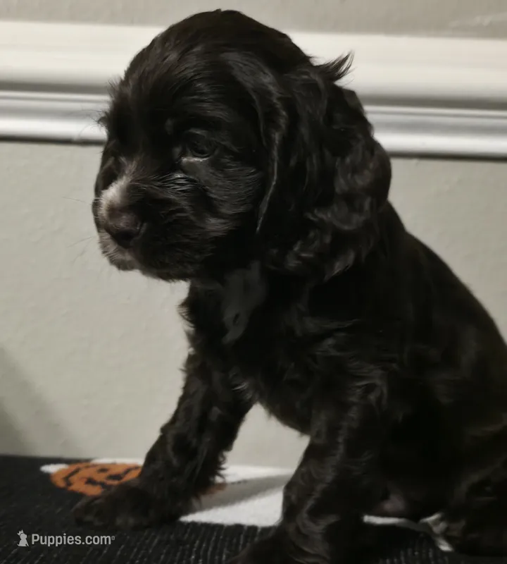 Murphy – Cocker Spaniel puppy for sale in Apopka, FL