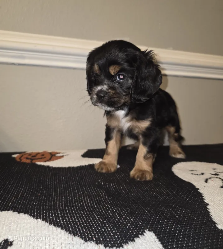 Winnie – Cocker Spaniel puppy for sale in Apopka, FL