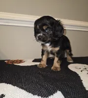 Winnie, a female Cocker Spaniel for sale in Apopka, FL – 1 of 6