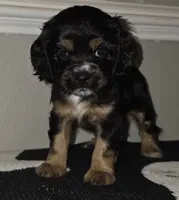 Winnie, a female Cocker Spaniel for sale in Apopka, FL – 2 of 6