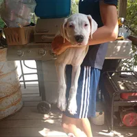 All White Showstopper, a female Dogo Argentino for sale in Panama City Beach, FL – 7 of 10