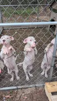T-Rex, a male Dogo Argentino for sale in Panama City Beach, FL – 7 of 10