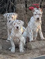 White Widow, a female Dogo Argentino for sale in Panama City Beach, FL – 8 of 10