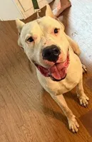 White Widow, a female Dogo Argentino for sale in Panama City Beach, FL – 4 of 10