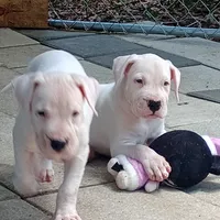 Ultimate Predator, a male Dogo Argentino for sale in Panama City Beach, FL – 2 of 10