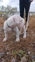Avalanche , a male Dogo Argentino for sale in Panama City Beach, FL – 5 of 10
