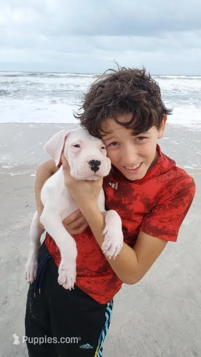 White Sniper – Dogo Argentino puppy for sale in Panama City Beach, FL