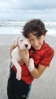 White Sniper, a female Dogo Argentino for sale in Panama City Beach, FL – 1 of 6