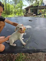 White Sniper, a female Dogo Argentino for sale in Panama City Beach, FL – 7 of 10
