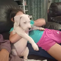 T-Rex, a male Dogo Argentino for sale in Panama City Beach, FL – 9 of 10