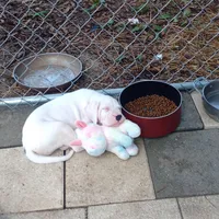 White Widow, a female Dogo Argentino for sale in Panama City Beach, FL – 9 of 10