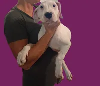 Avalanche , a male Dogo Argentino for sale in Panama City Beach, FL – 8 of 10