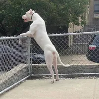 Avalanche , a male Dogo Argentino for sale in Panama City Beach, FL – 2 of 10