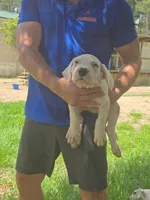 White Sniper, a female Dogo Argentino for sale in Panama City Beach, FL – 9 of 10