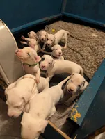 T-Rex, a male Dogo Argentino for sale in Panama City Beach, FL – 3 of 10