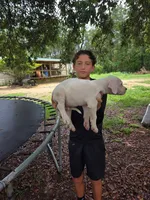 White Sniper, a female Dogo Argentino for sale in Panama City Beach, FL – 10 of 10
