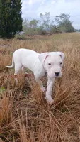 White Sniper, a female Dogo Argentino for sale in Panama City Beach, FL – 5 of 6