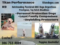 Avalanche , a male Dogo Argentino for sale in Panama City Beach, FL – 10 of 10