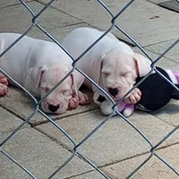 Ultimate Predator, a male Dogo Argentino for sale in Panama City Beach, FL – 9 of 10