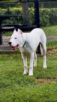All White Showstopper, a female Dogo Argentino for sale in Panama City Beach, FL – 10 of 10