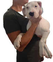 Avalanche , a male Dogo Argentino for sale in Panama City Beach, FL – 9 of 10
