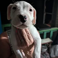 Storm, a female Dogo Argentino for sale in Panama City Beach, FL – Photo 7 of 10