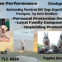 Storm, a female Dogo Argentino for sale in Panama City Beach, FL – Photo 2 of 10